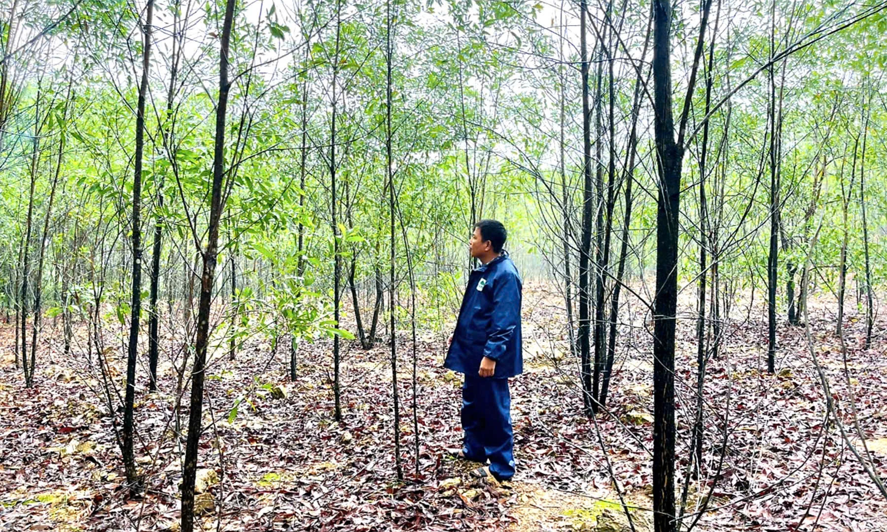 Anh Huyên bên rừng tràm 3 năm tuổi của gia đình - Ảnh: K.S