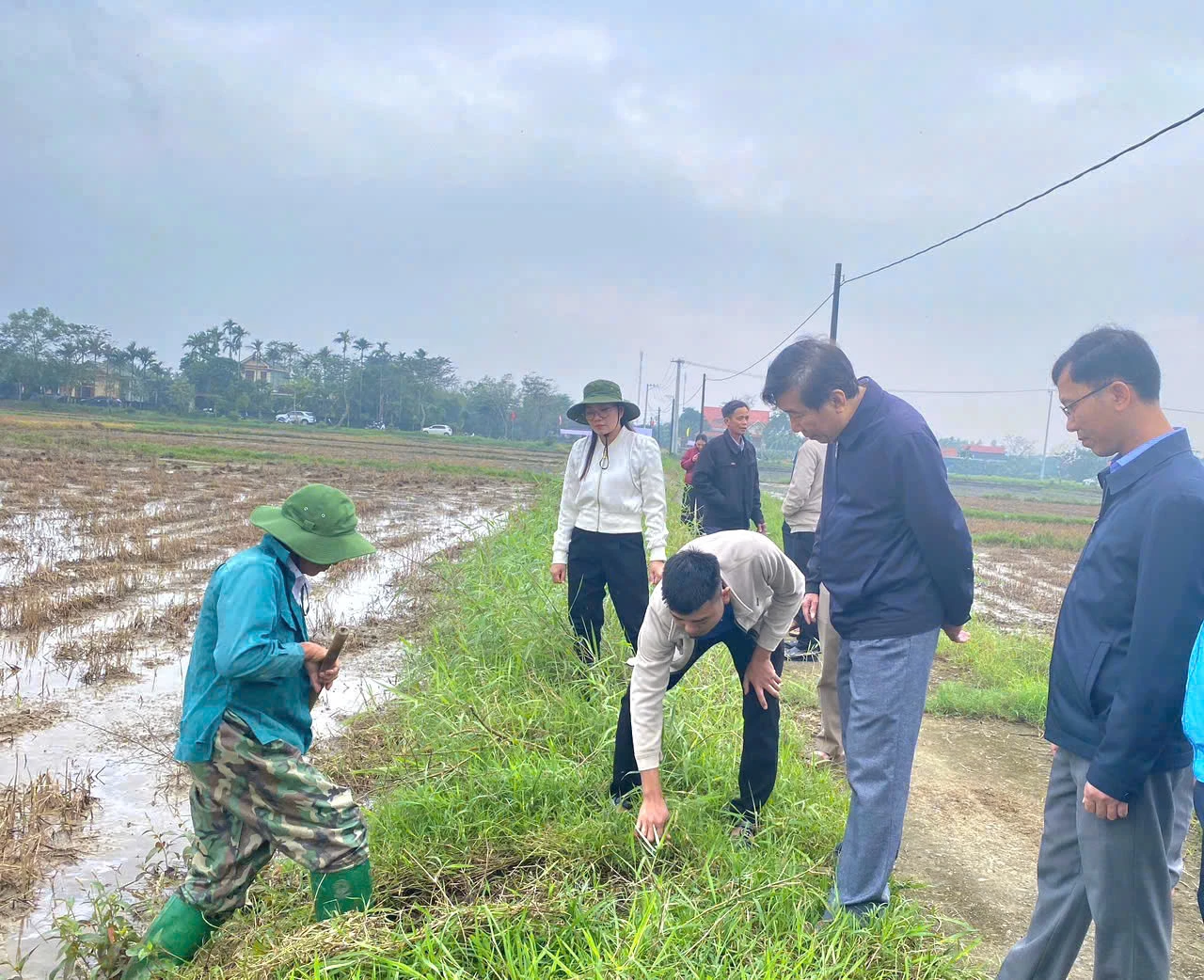 việc dọn dẹp sạch sẽ đồng ruông hạn chế được chuột phá hoại mùa màng - Ảnh: K.S