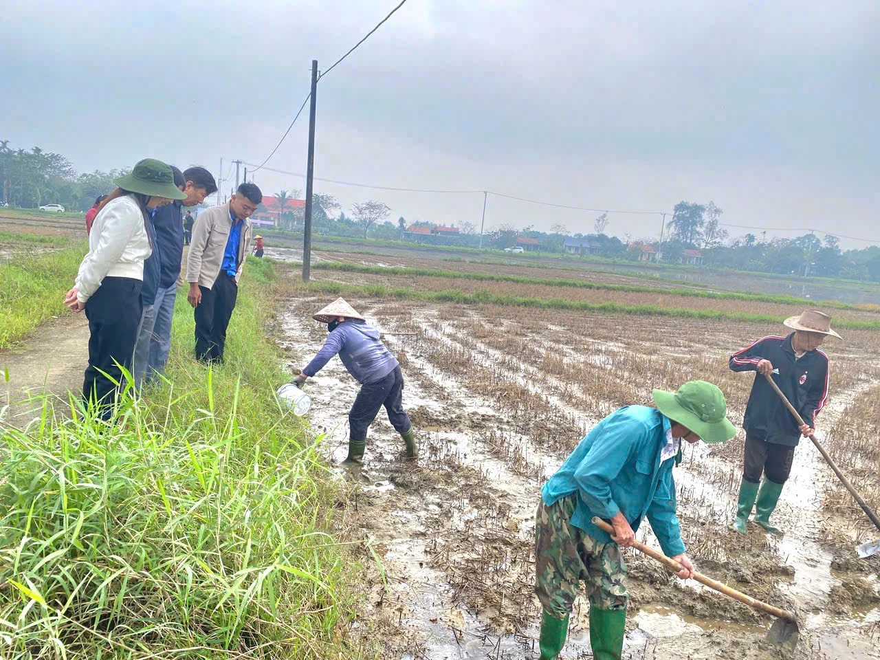 Nông dân xã Triệu Cơ ra quân tiêu tiêu diệt chuột, ốc bươu vàng và vệ sinh đồng ruộng - Ảnh: K.S