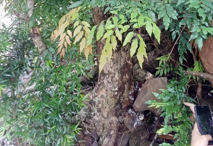 Ngăn chặn khai thác cây Mán Đĩa trái phép