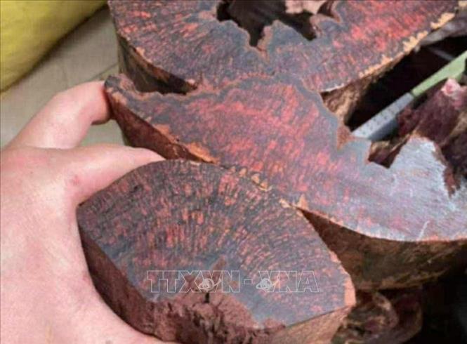 Lõi cây Mán đĩa được người dân khai thác trái phép để bán cho thương lái gây nguy cơ xâm hại rừng. Ảnh: TTXVN phát