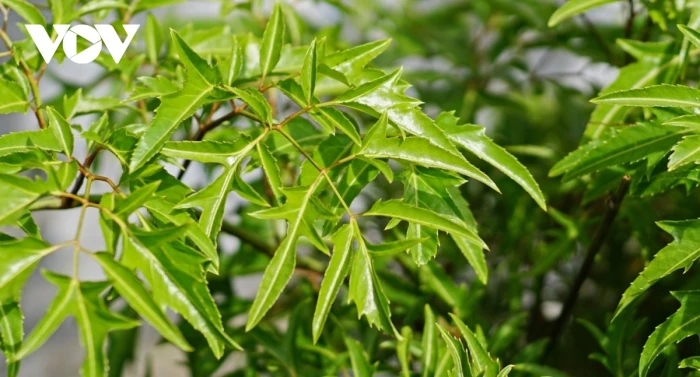 Đinh lăng-cây thuốc quý bổ ngang nhân sâm