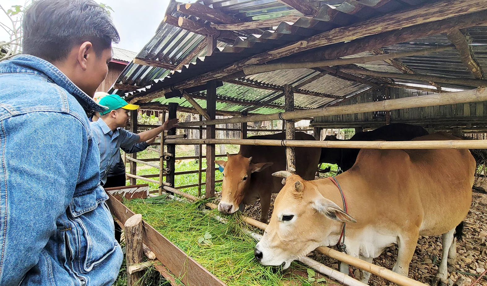 Xây dựng mô hình chăn nuôi bò tại cụm bản Chiêng Túp.