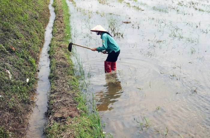 Dồn điền đổi thửa: Xu hướng tất yếu của nền nông nghiệp hiện đại - Bài 1: Những “nút thắt” cần tháo gỡ