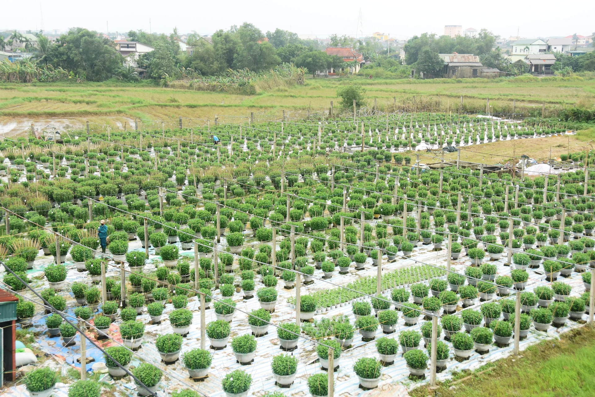 Một góc làng hoa An Lạc, phường Đông Hà - Ảnh: Đ.V