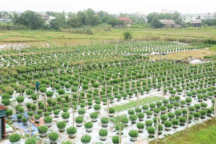 Nông dân An Lạc mong mùa hoa Tết trọn vẹn