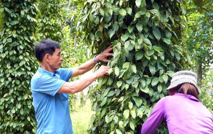 Tiếp cận giảm nghèo theo hướng đa chiều và bền vững