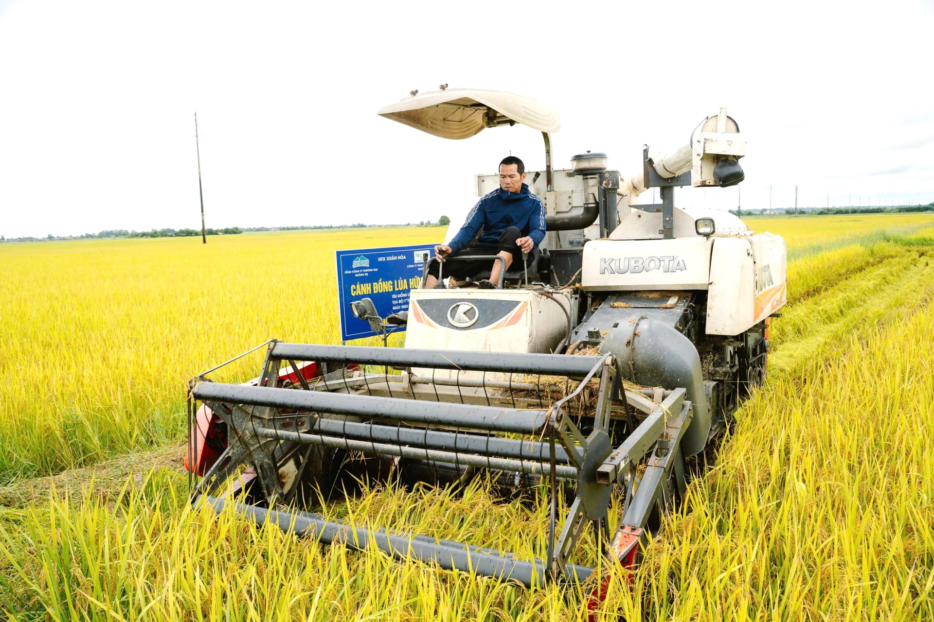 Thu hoạch lúa hữu cơ vụ hè-thu năm 2025 tại Hợp tác xã Xuân Hòa, xã Bến Hải - Ảnh: H.C