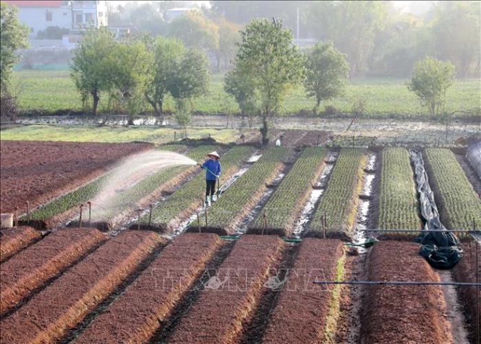 Phục hồi sản xuất, kinh doanh, đẩy mạnh tiêu dùng, phục vụ nhu cầu Tết