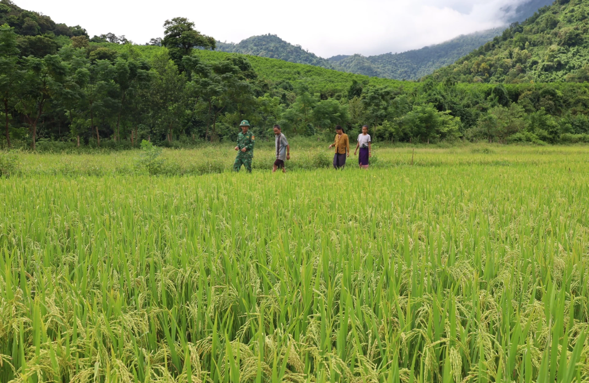 Cánh đồng lúa nước tại bản K-Ai cho năng suất bình quân từ 4-5 tấn/ha, giúp người dân chủ động nguồn lương thực quanh năm - Ảnh: H.Chi