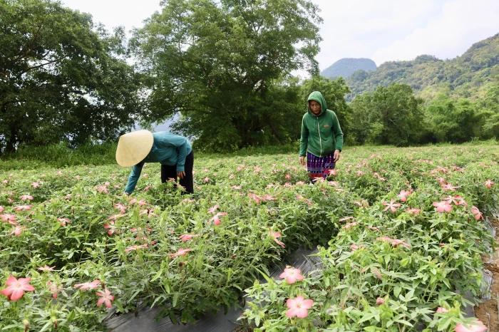 Trao sinh kế, mở lối thoát nghèo bền vững