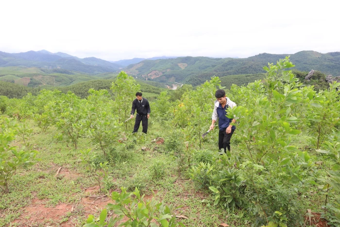 Nghị quyết lên rừng