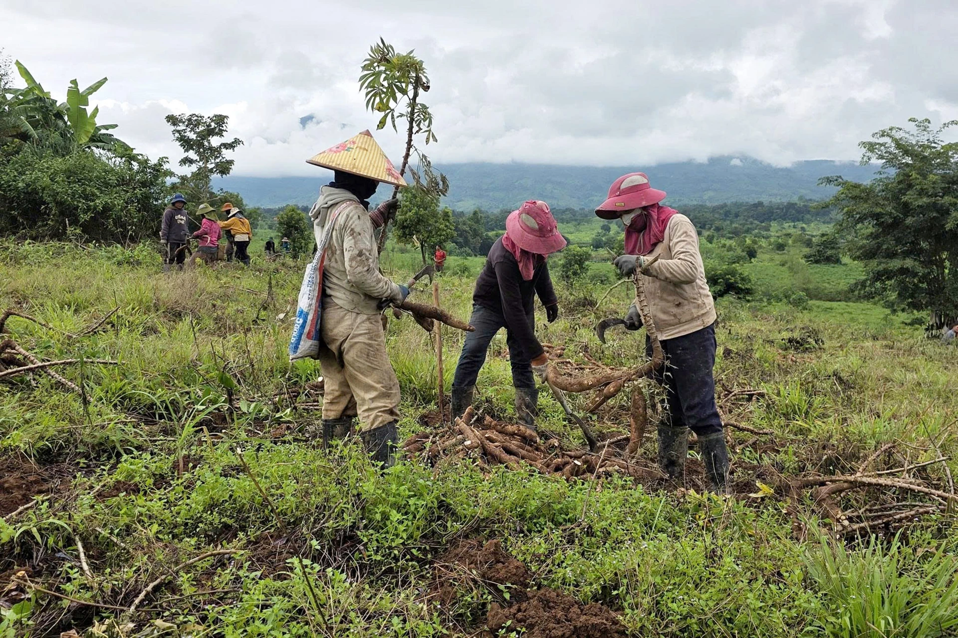 Thu hoạch sắn tại xã Lìa - Ảnh: L.A