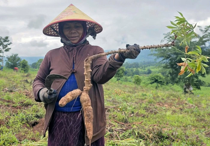 Sắn mất mùa, người trồng sắn thất thu nặng