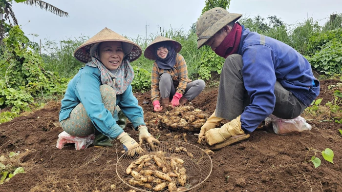 Nông dân phấn khởi vì khoai từ được mùa, được giá