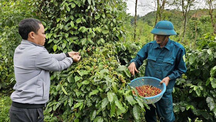 THA1-giống cà phê triển vọng