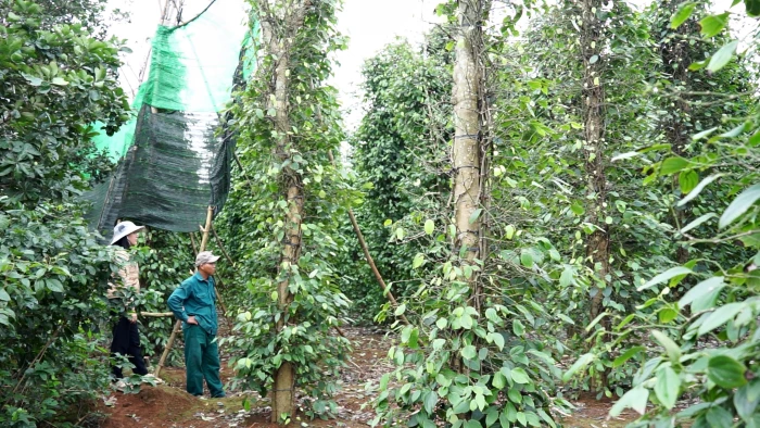 Chủ động bảo vệ cây hồ tiêu trước diễn biến bất lợi của thời tiết