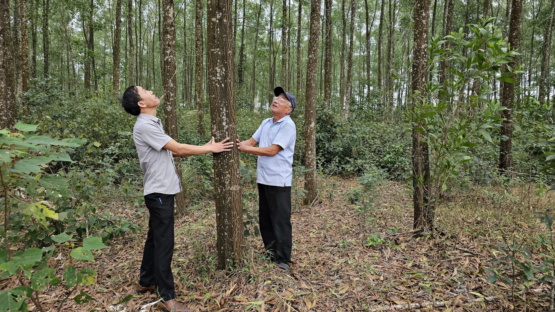 Diện tích rừng gỗ lớn tại xã Hiếu Giang đạt chứng nhận FSC - Ảnh: L.A