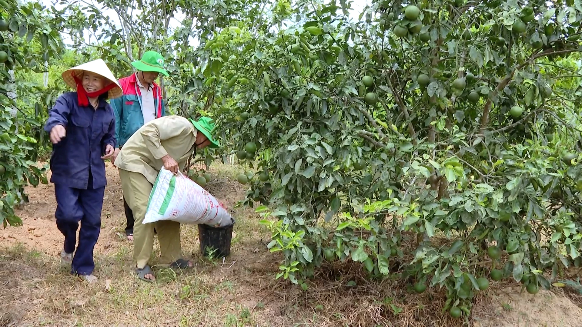 Mô hình trồng cây ăn quả hữu cơ theo chuỗi giá trị Quế Lâm có hiệu quả - Ảnh: Q.N