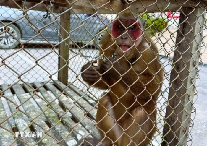 Tiếp nhận 2 cá thể khỉ mốc và khỉ mặt đỏ quý hiếm