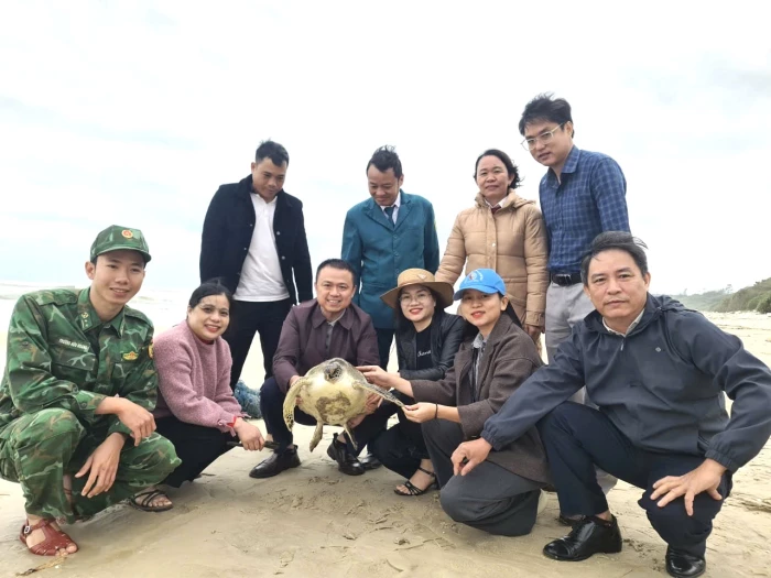 Cứu hộ và thả 1 cá thể rùa qúy hiếm nặng 7 kg về biển