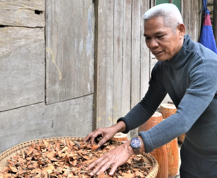 Tìm 'thuốc' giữa rừng già