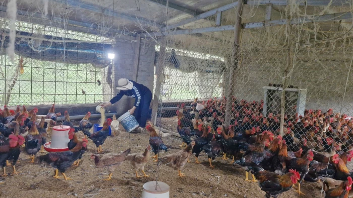 Hỗ trợ sinh kế mở lối thoát nghèo