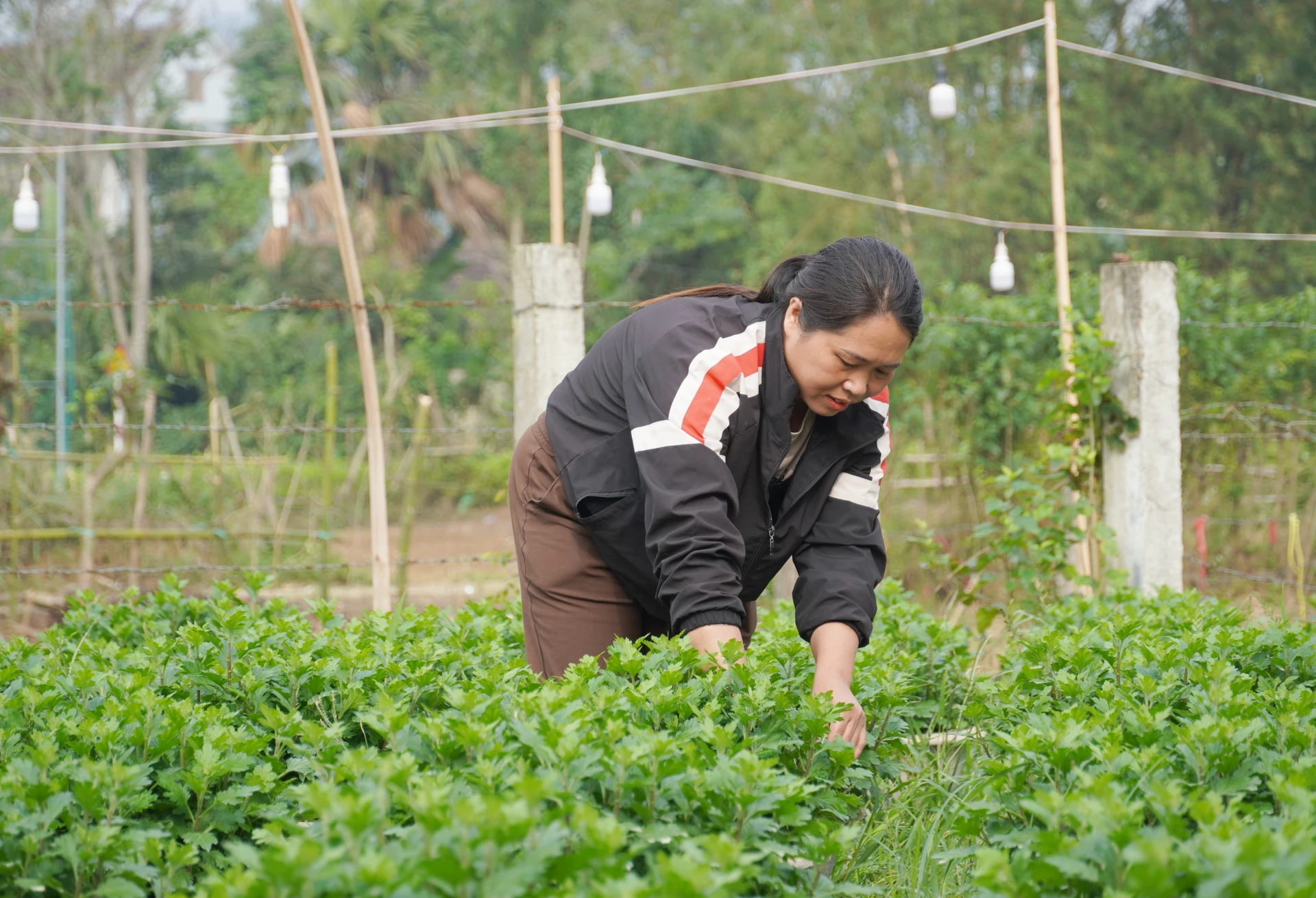 Mô hình trồng hoa của gia đình chị Trần Thị Hường, thôn Liên Sơn, xã Tuyên Bình mang lại thu nhập ổn định - Ảnh: X.P