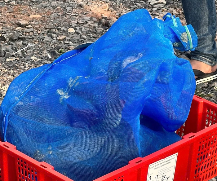 Phát hiện vụ vận chuyển rắn hổ mang trái phép có tổng trọng lượng gần 1000kg