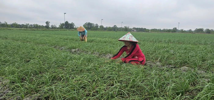 Gắn xây dựng nông thôn mới với giảm nghèo bền vững