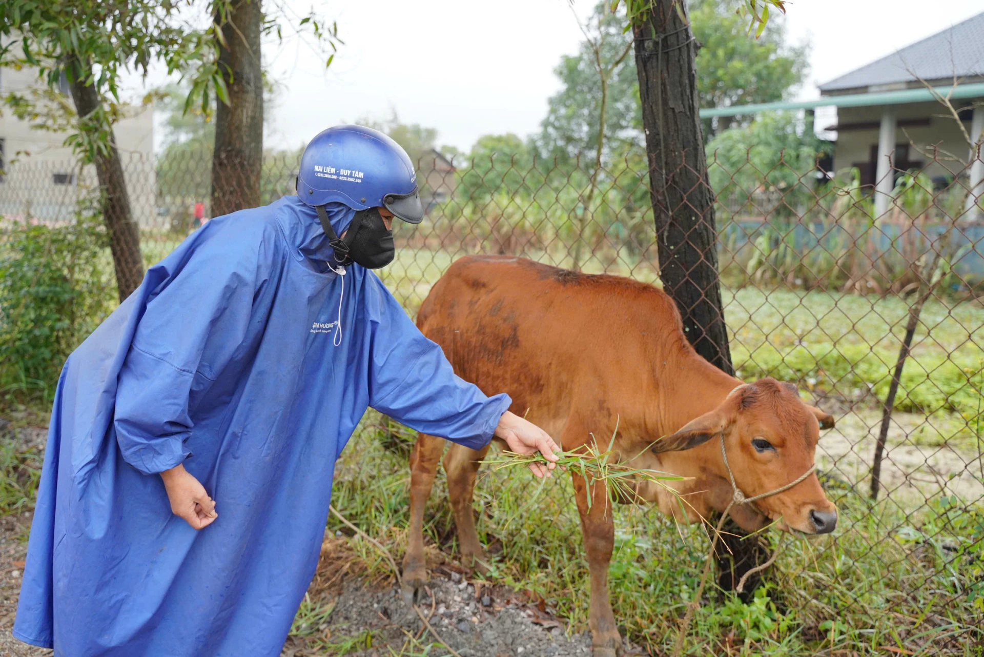 Bò giống được cấp hỗ trợ cho hộ nghèo, hộ cận nghèo phải bảo đảm các tiêu chuẩn nghiêm ngặt về chất lượng - Ảnh: B.B