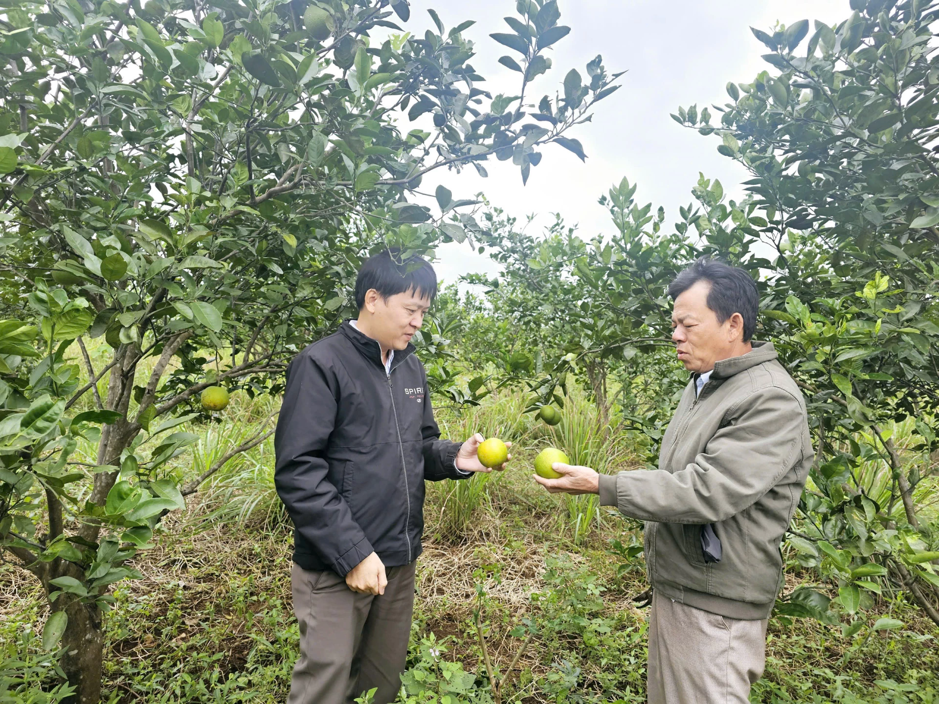 Nhờ ứng dụng khoa học kỹ thuật vào sản xuất nên mô hình cam của hộ ông Trần Văn Thành, thôn Đại Đồng Nhất phát triển tốt - Ảnh: Bảo Bình