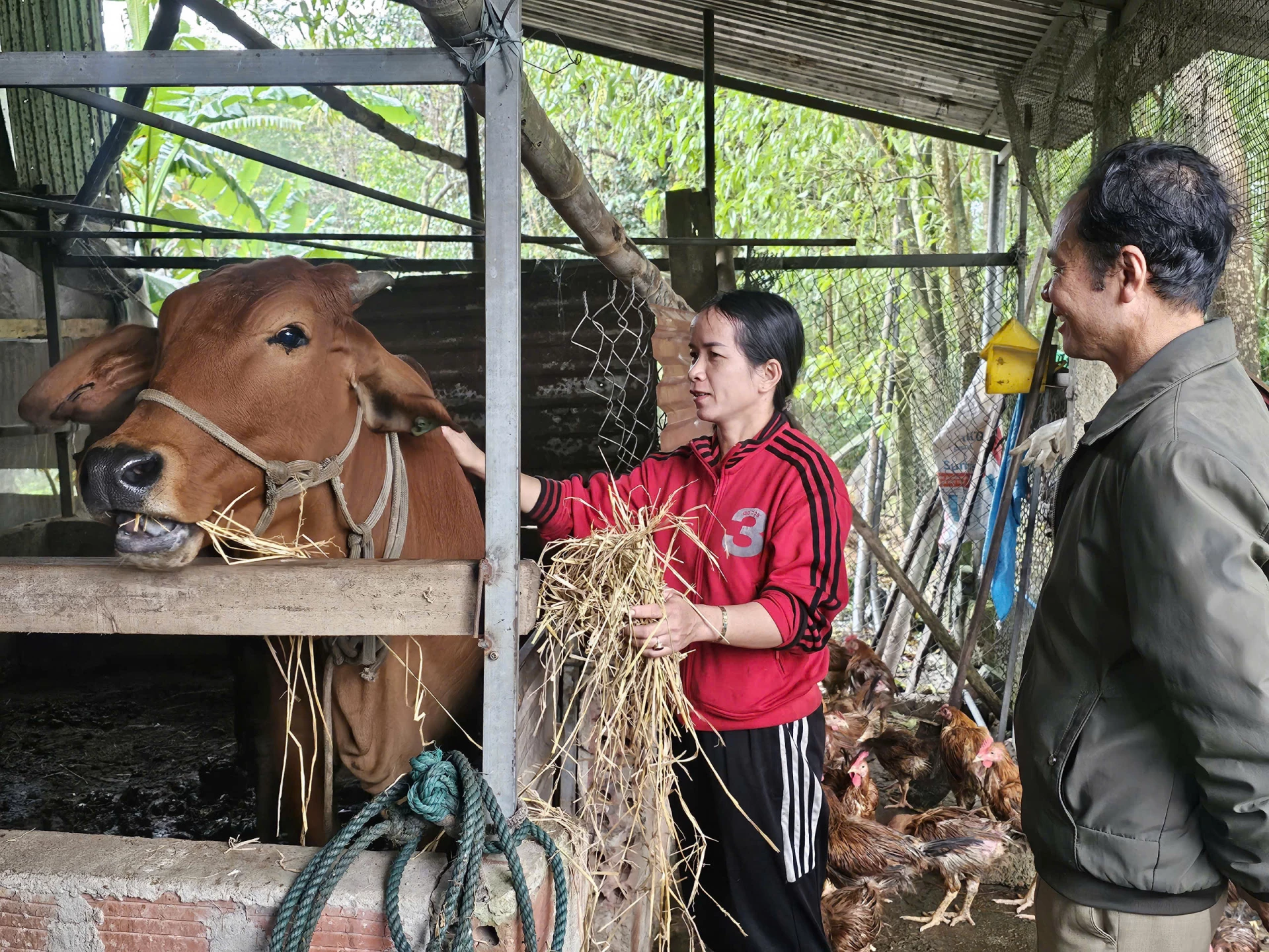 Ngoài việc chăm sóc bò, chị Nguyễn Thị Việt (thôn Phú Hưng) còn tích cực trồng cỏ và cuộn rơm để chuẩn bị thức ăn dự trữ cho cả mùa đông

- Ảnh: Bảo Bình