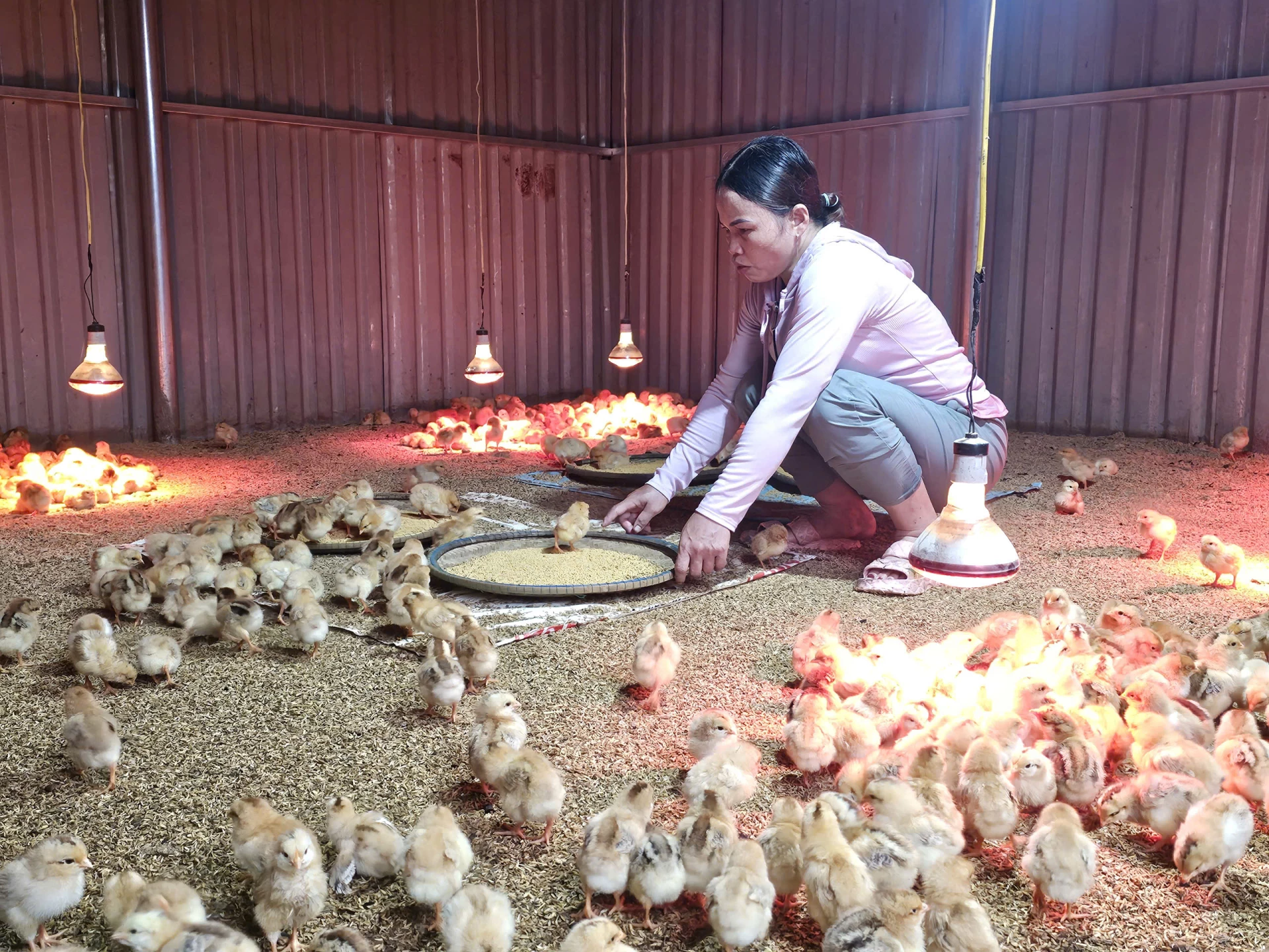 Chị Trần Thị Hoa (thôn Phú Hưng) với mô hình nuôi gà quy mô, được đầu tư nhà xưởng kiên cố - Ảnh: Bảo Bình