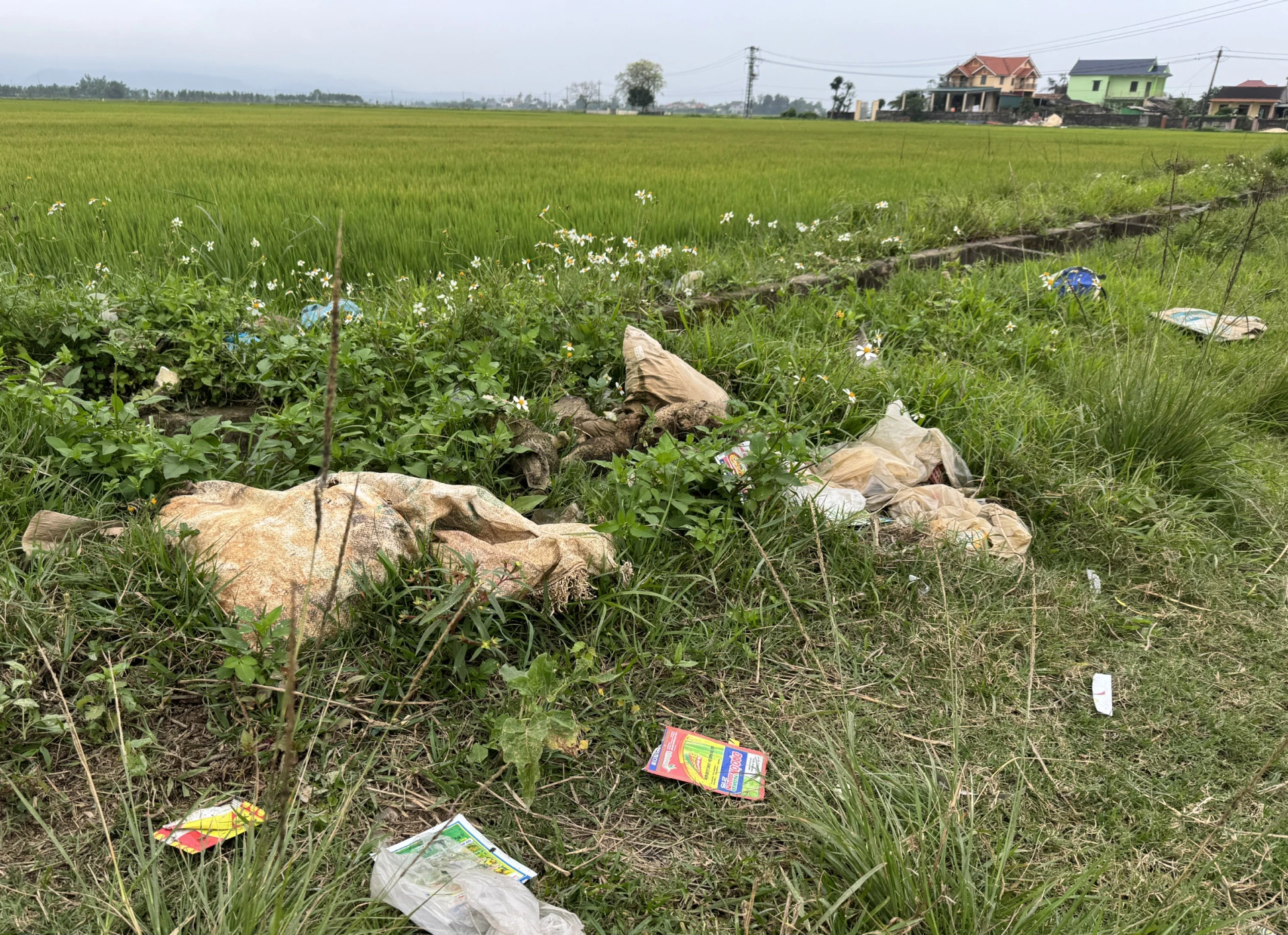 Không khó để bắt gặp các loại vỏ bao thuốc diệt cỏ vương vãi trên những cánh đồng - Ảnh: A.T