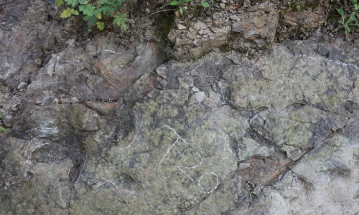 Phát hiện dấu chân khủng long có niên đại hơn 200 triệu năm tại Trung Quốc