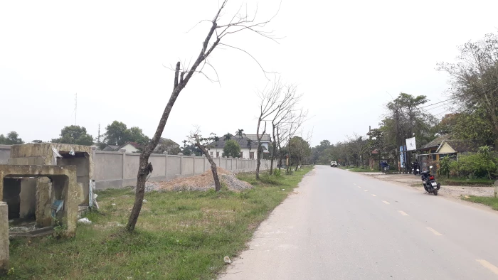 Bất cập từ dự án trồng cây xanh ở xã Triệu Phong