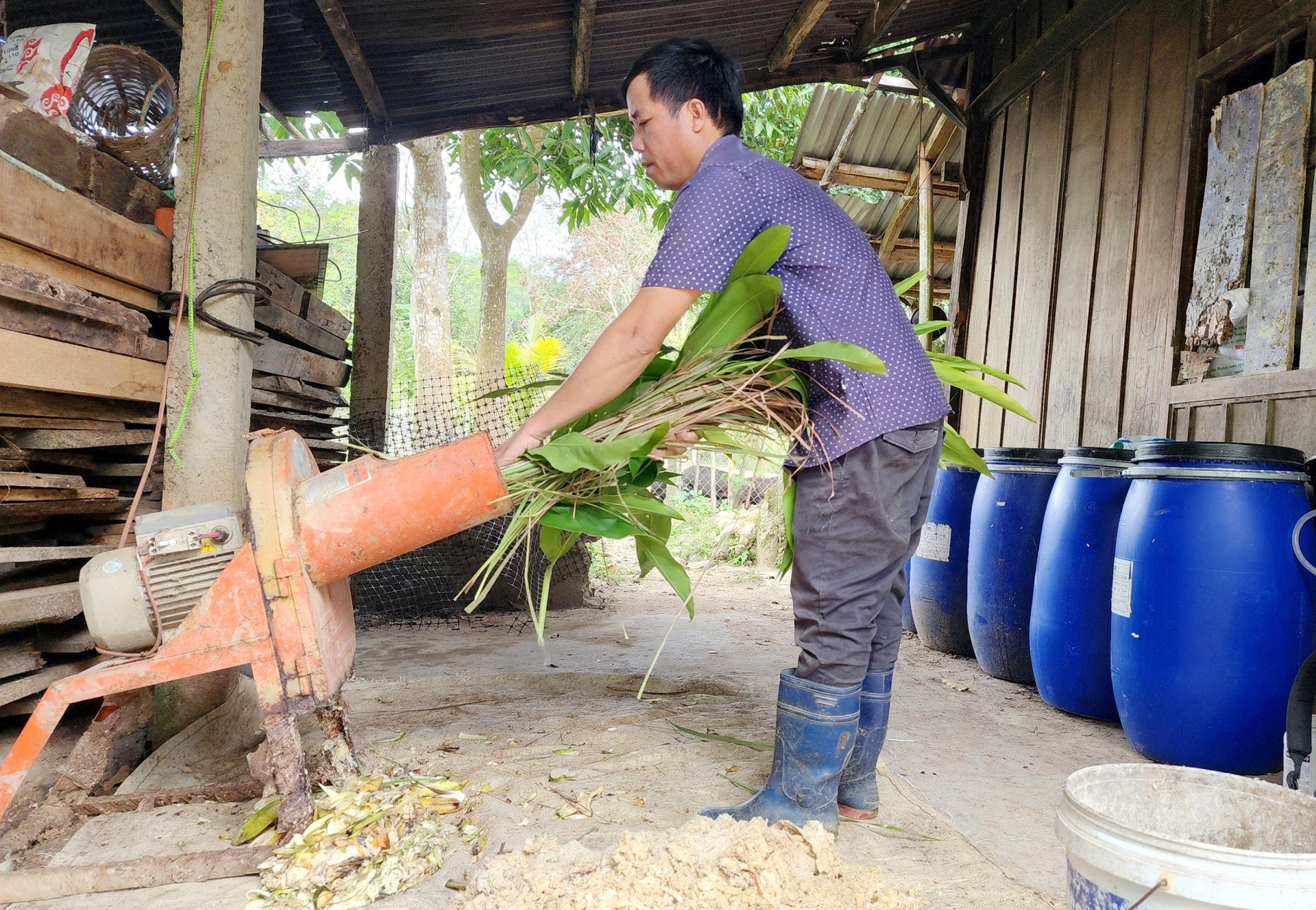 Nguồn thức ăn cho lợn Vân Pa được tận dụng từ tự nhiên - Ảnh: T.L