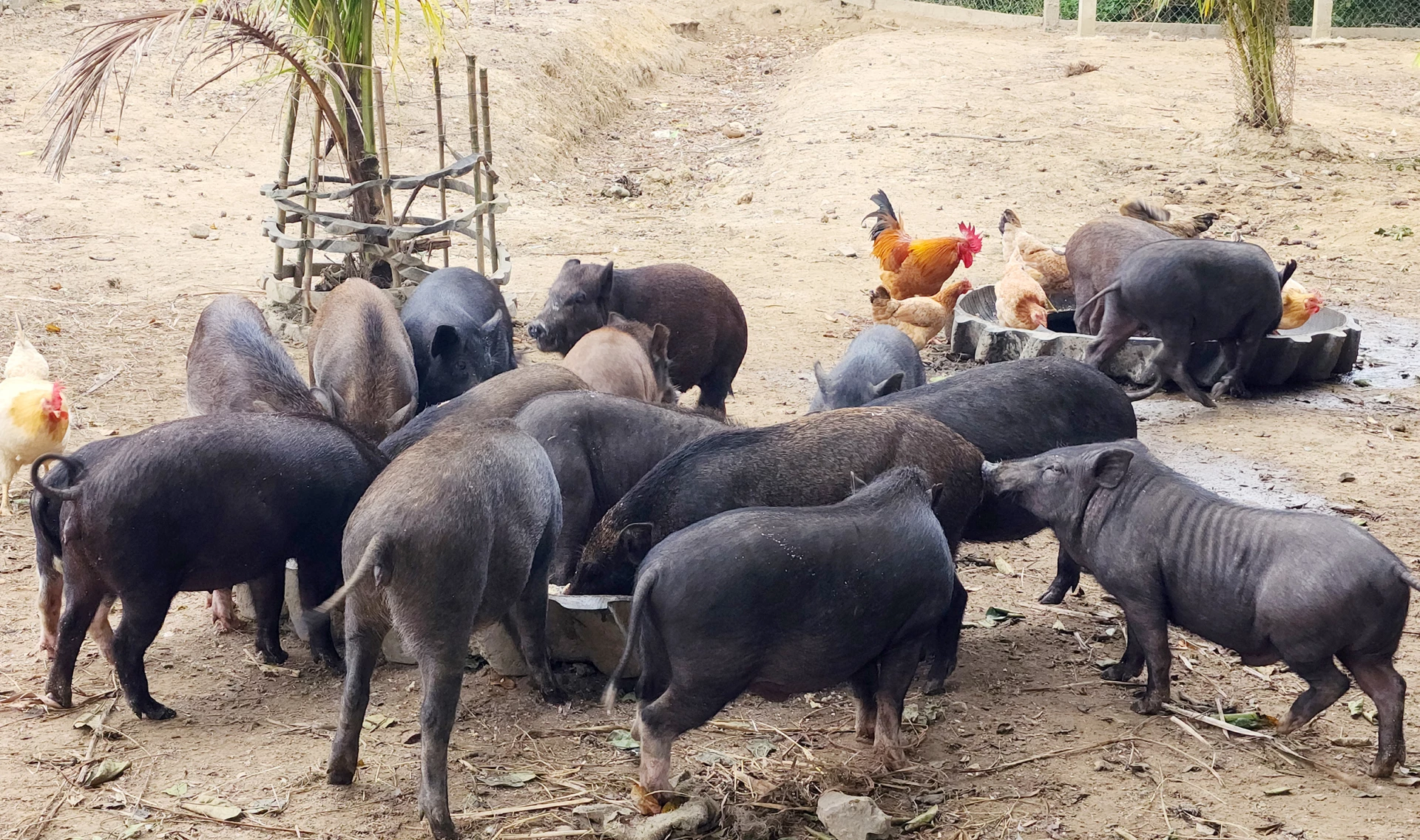 Giống lợn Vân Pa phát triển tốt tại trang trại của anh Hồ Văn Tùng - Ảnh: T.L