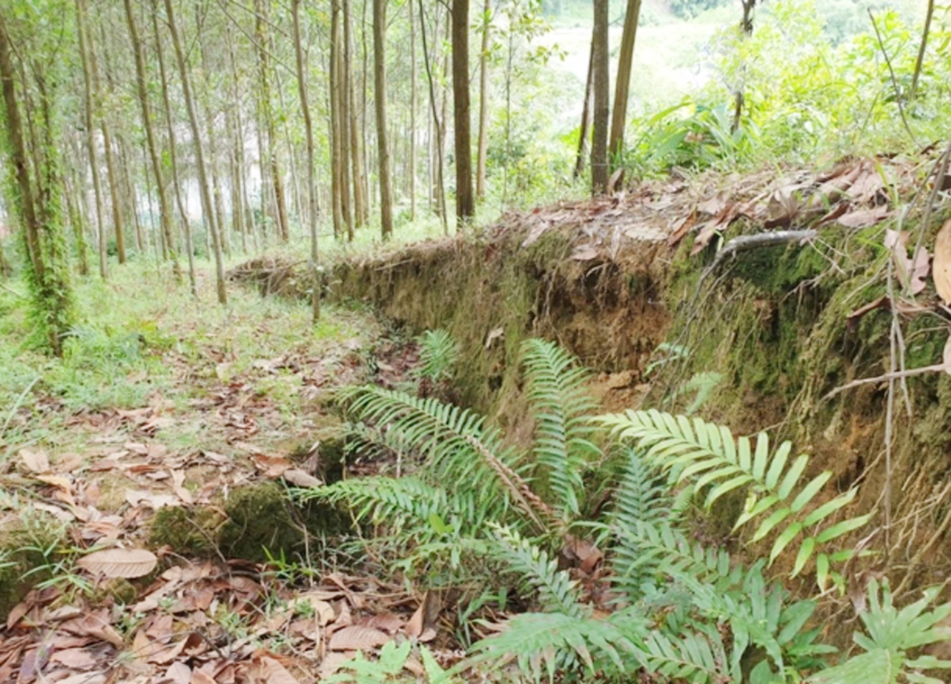 Khu vực sạt lở, sụt lún đất với chiều dài hơn 150m, chiều ngang khoảng 120m ở đồi Cây Sường - Ảnh: B.T