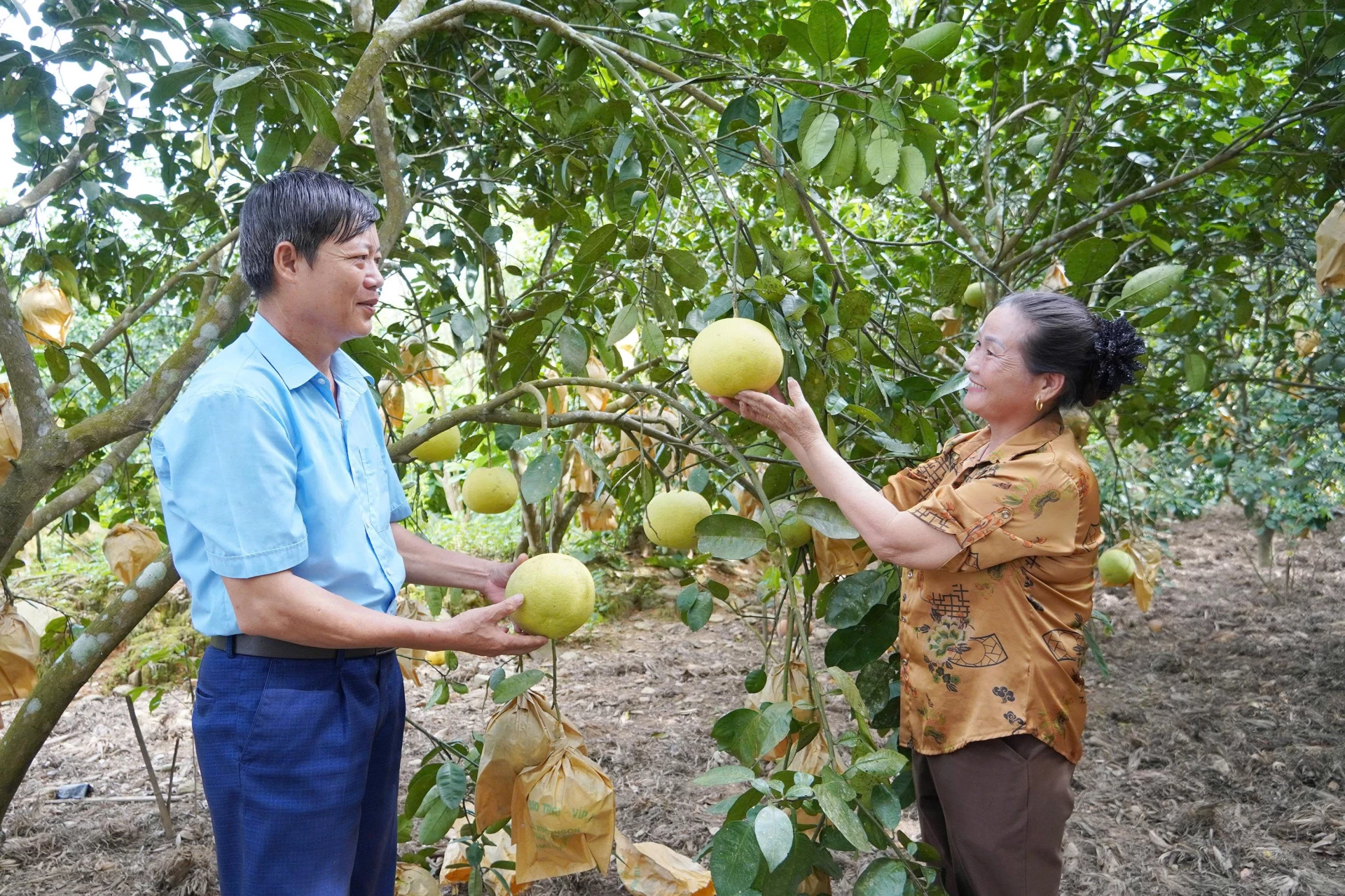 Bà con xã Tuyên Sơn phấn khởi vì bưởi được mùa, giá cả ổn định - Ảnh: X.V