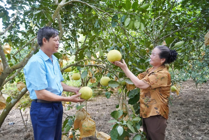 Niềm vui của người trồng bưởi Phúc Trạch