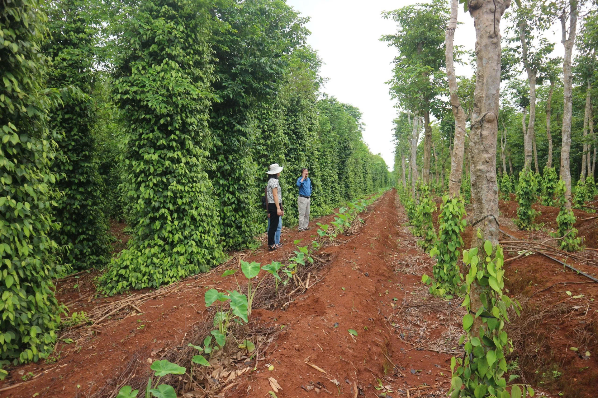 Người dân xã Vĩnh Hoàng trồng xen khoai môn trong vườn hồ tiêu để tăng thêm thu nhập từ vườn rừng - Ảnh: T.H