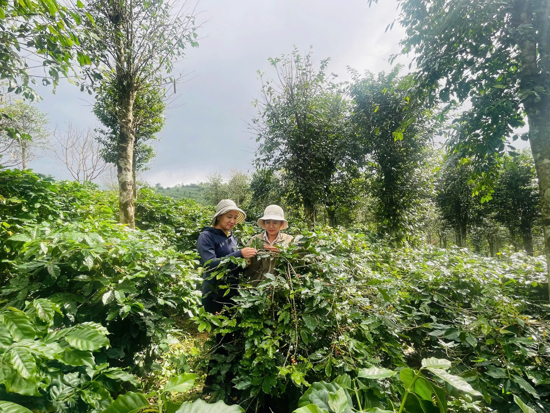 Mô hình cà phê nông lâm kết hợp tại xã Hướng Phùng - Ảnh: T.H