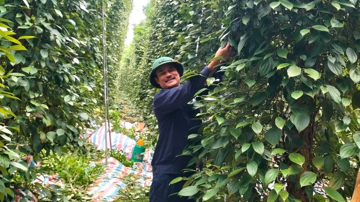 Tăng giá trị sản phẩm hồ tiêu nhờ sản xuất hữu cơ