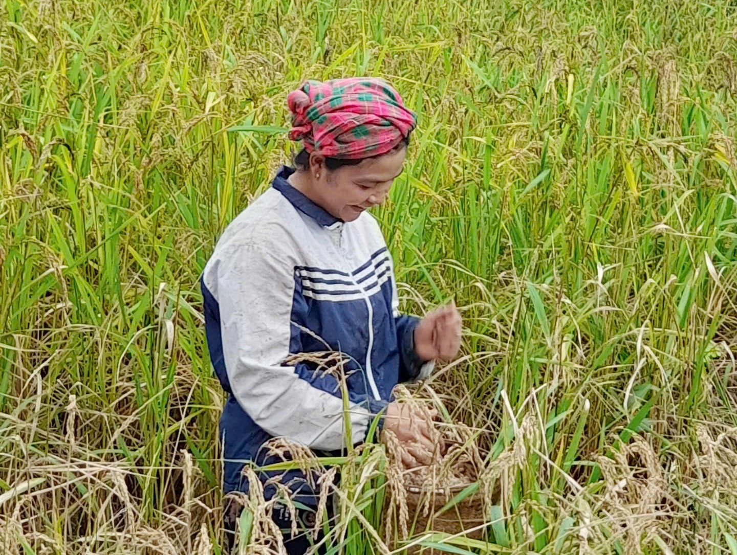 Người dân xã Dân Hóa thu hoạch lúa rẫy. Ảnh: X.V