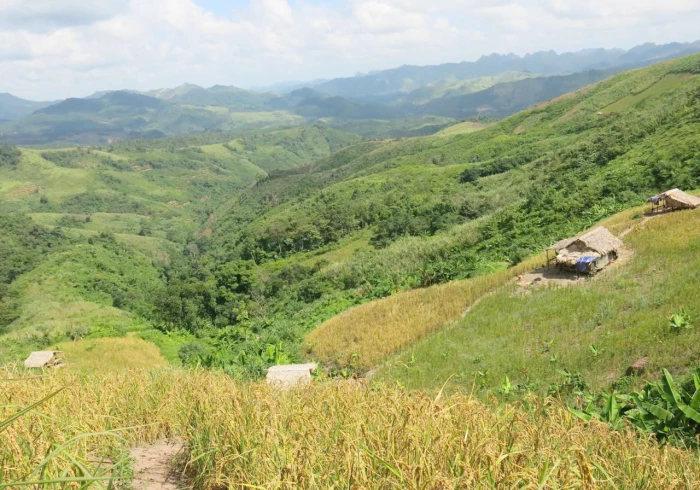 Mùa lúa rẫy bên dãy Giăng Màn