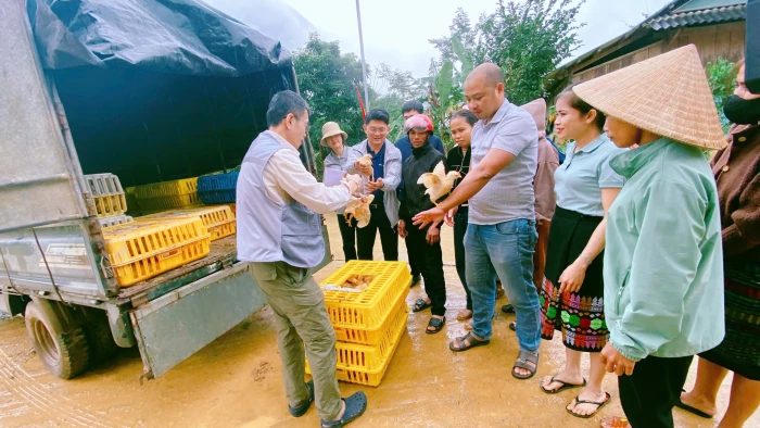 Hỗ trợ mô hình nuôi gà Ri lai cho đồng bào dân tộc thiểu số
