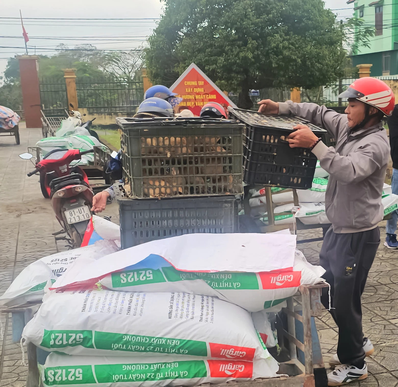 Người dân xã Lệ Ninh được hỗ trợ gà giống nhằm tạo sinh kế - Ảnh: N.H