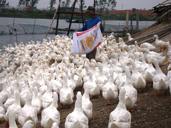 Hỗ trợ 12 tỷ đồng phát triển sản xuất nông nghiệp năm 2015